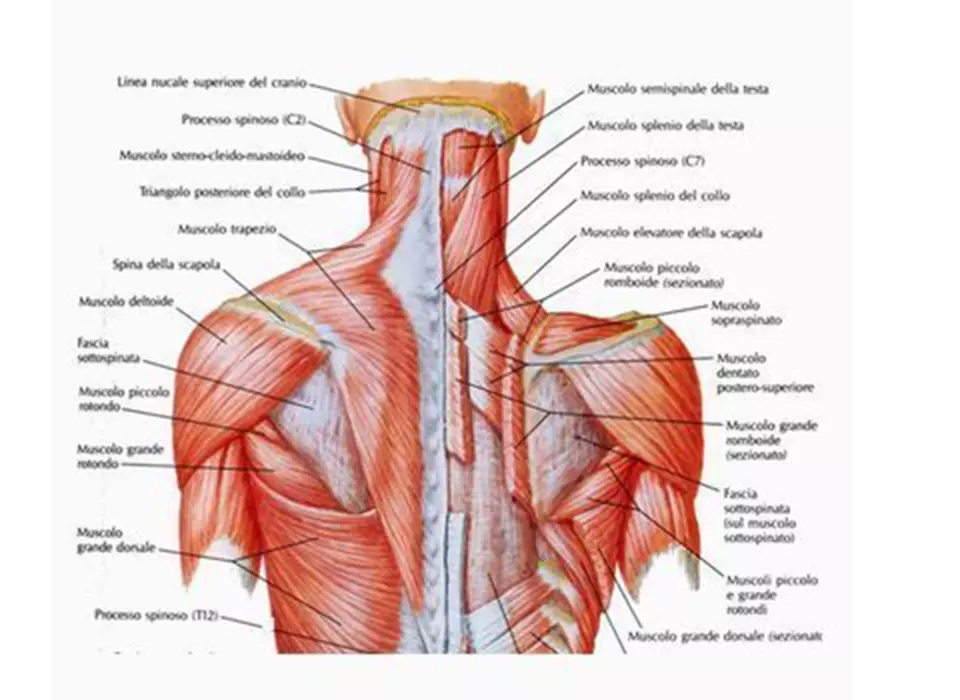 disegno dei muscoli che agiscono sulla cervicale ciclismo