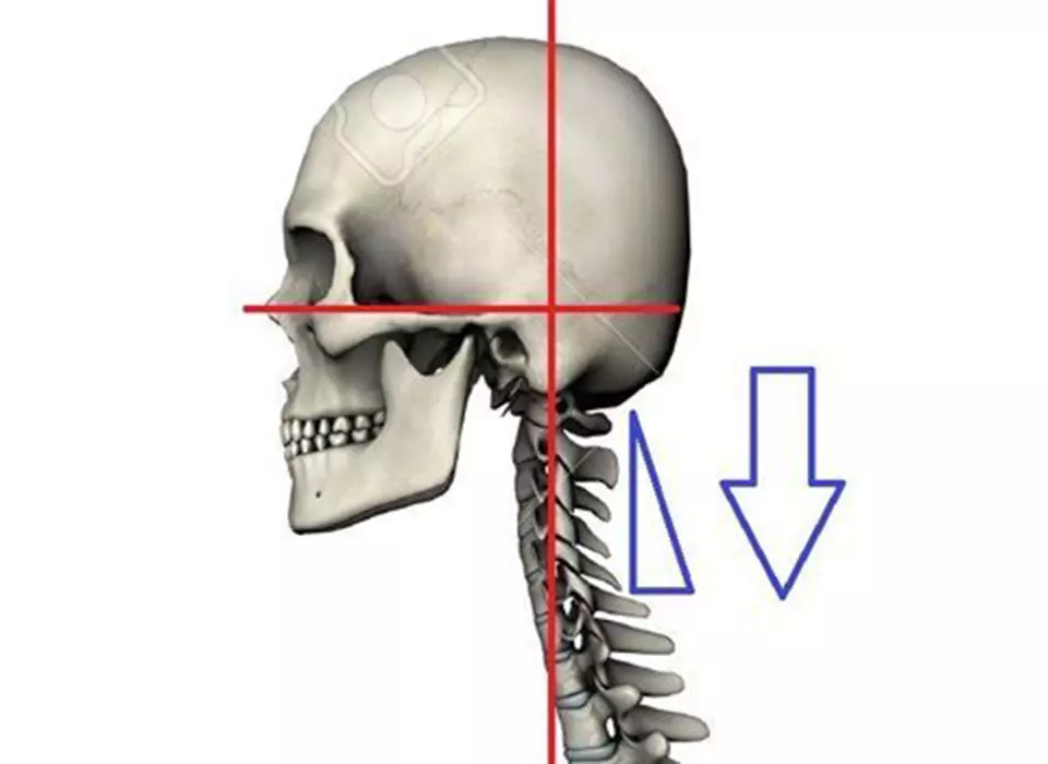 disegno di un teschio di profilo per spiegare aumento del peso relativo del capo in base alla postura cervicale ciclismo