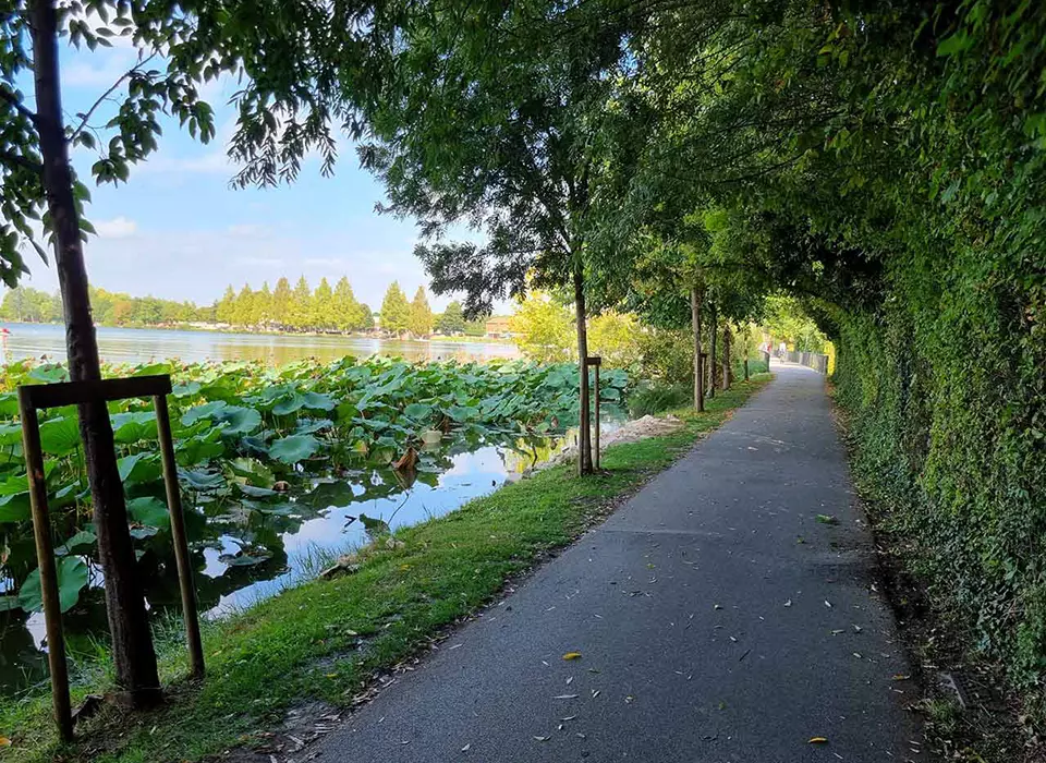 La pista ciclabile tra Mantova e Peschiera che costeggia il fiume Mincio con alcune piante acquatiche