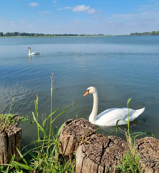 Due cigni Bianchi che nuotano sul fiume Mincio